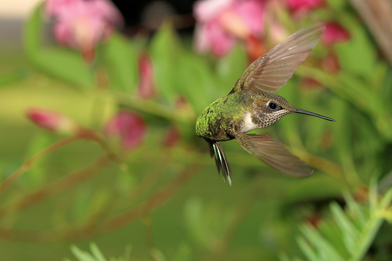 Free Flying Hummingbird