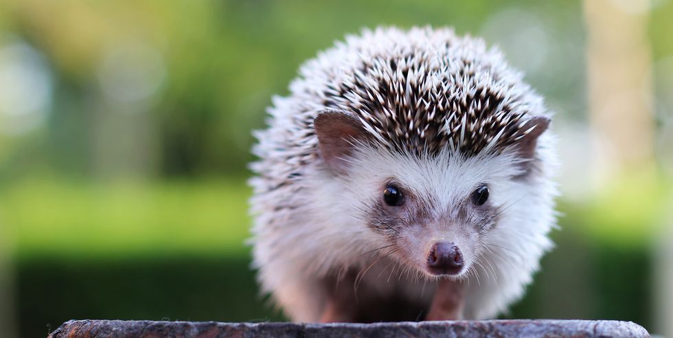Free Hedgehog Image