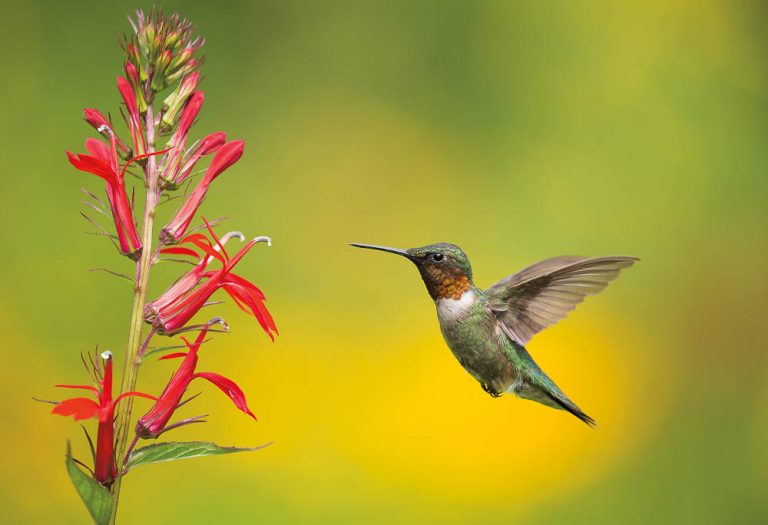 Natural Flying Hummingbird