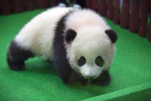 Top Baby Panda