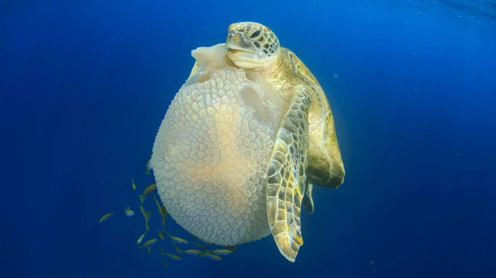 Animal Turtle Image