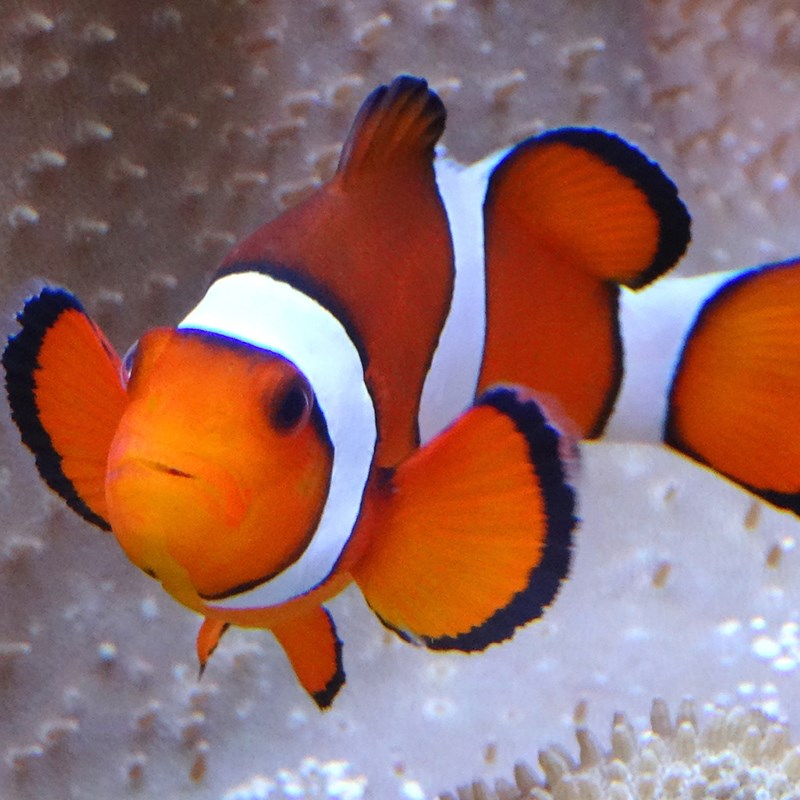 Awesome Clownfish Image