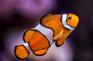 Beautiful Clownfish Image