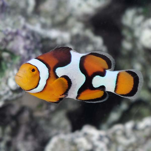 Colorful Clownfish Image