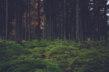 Cool Forest Wallpaper