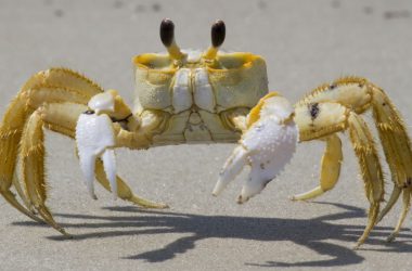 Top Ghost Crab