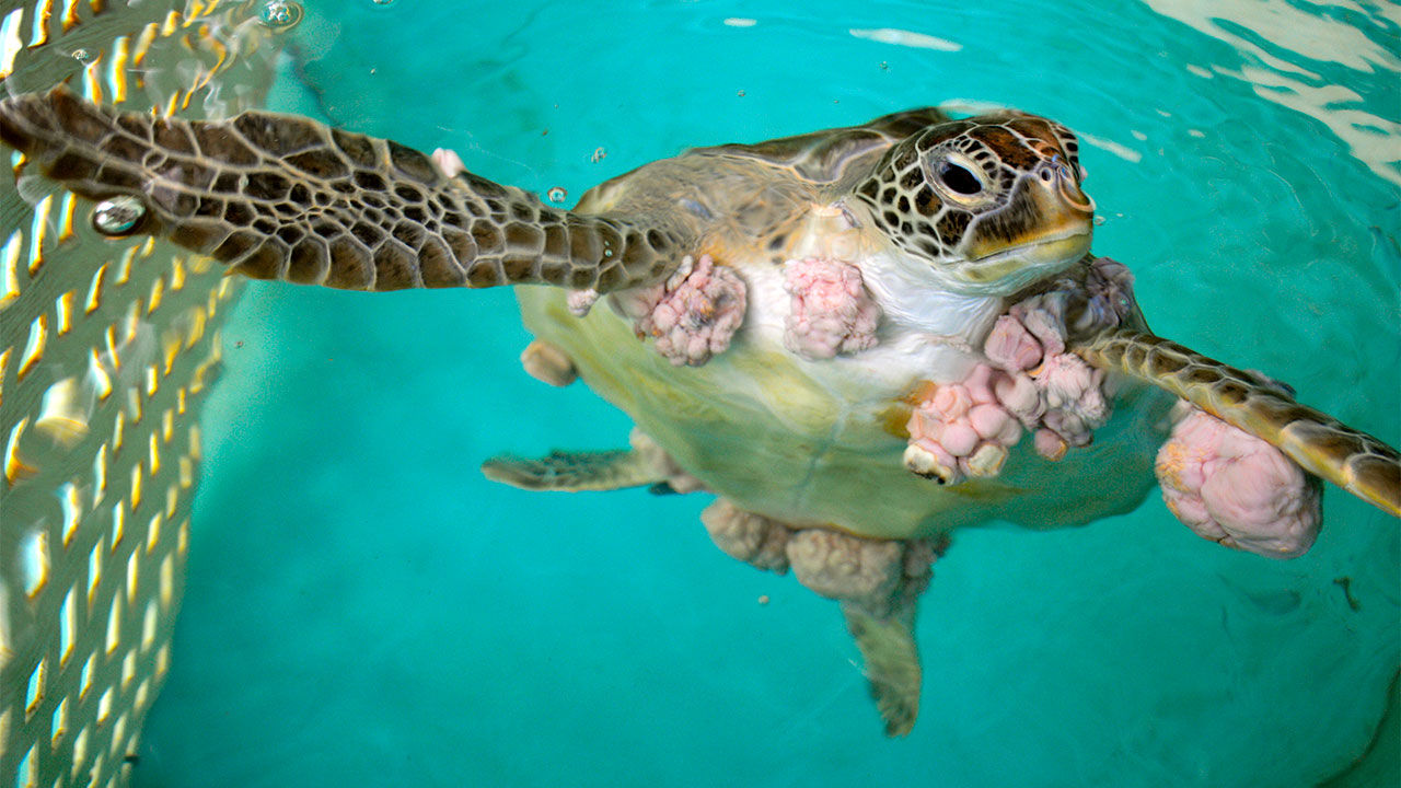 Top Turtle Image
