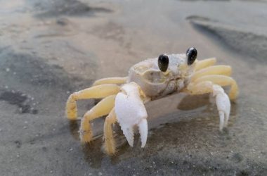 Widescreen Ghost Crab