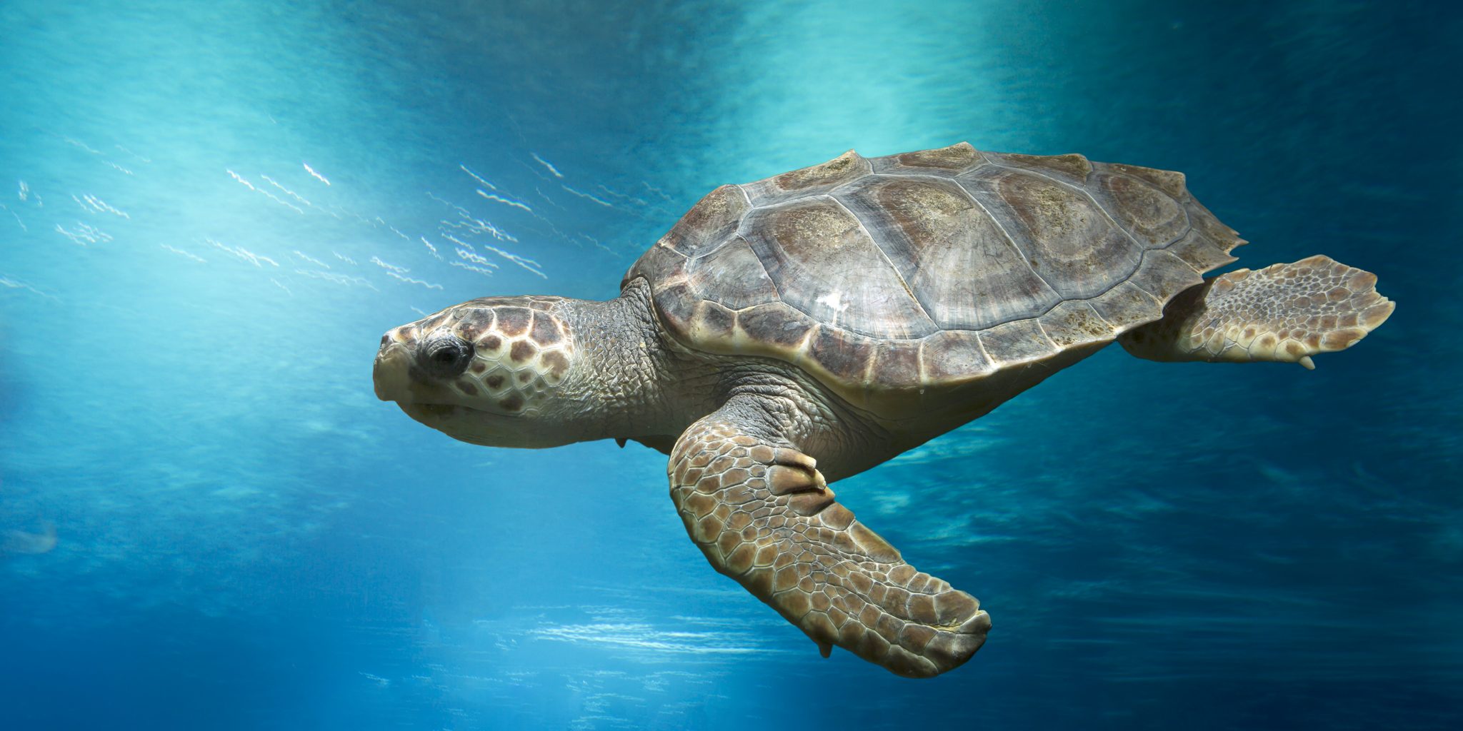 Wonderful Turtle Image