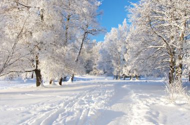 White Tree Winter Background