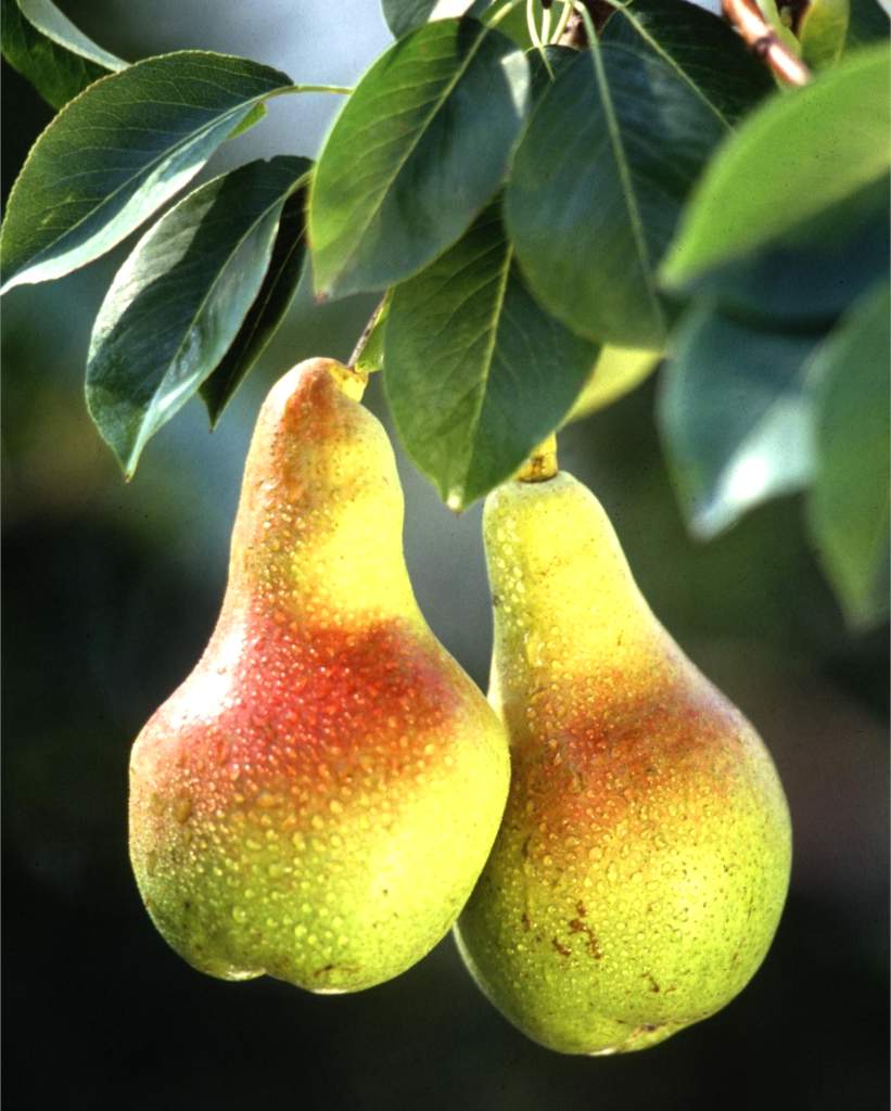 Widescreen Pear Fruit