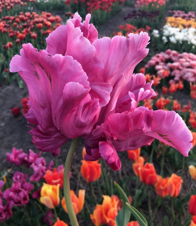 Colorful Pink Tulip