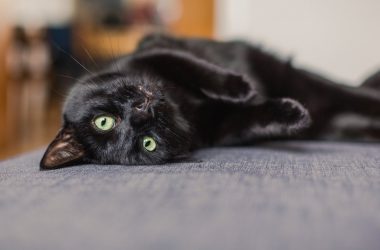 Top Black Cat