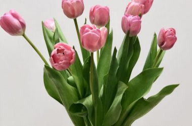 Top Pink Tulip