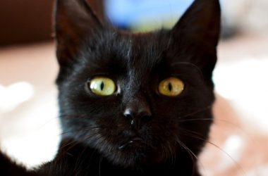 Wonderful Black Cat