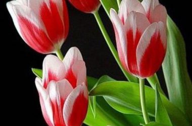 Amazing Tulip Flower