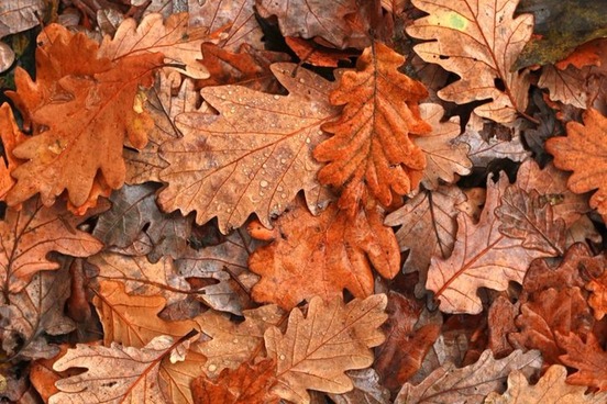 Awesome Autumn Leaves