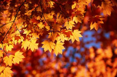 Widescreen Autumn Leaves