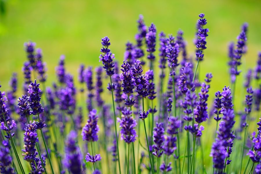 Awesome Lavender