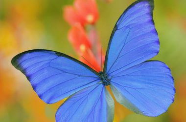 Beautiful Butterfly 33831