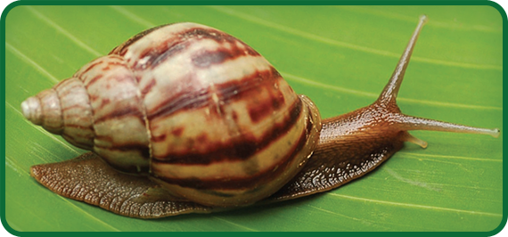 Brown Snail Image
