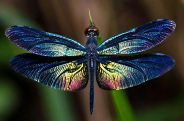 Colorful Dragonfly 33864