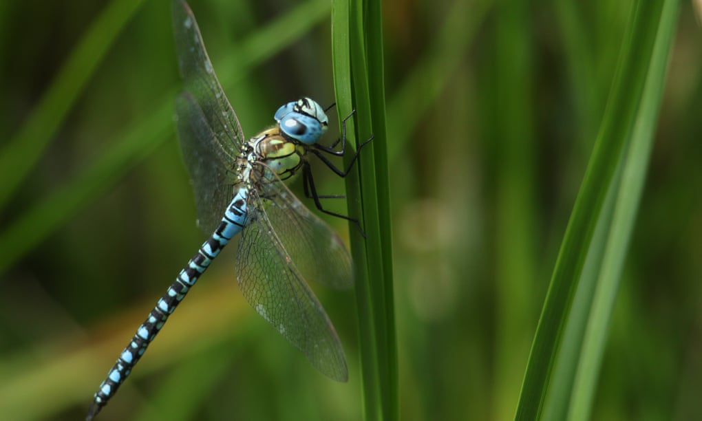 Free Dragonfly