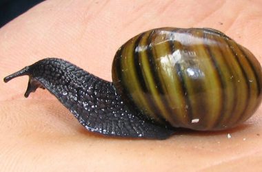 Free Snail Image