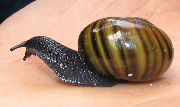 Free Snail Image