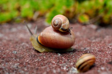 Top Snail Image