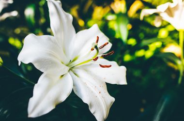 White Lily Flower 34017