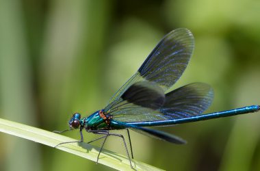 Widescreen Dragonfly