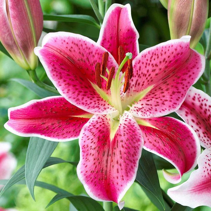 Wonderful Lily Flower