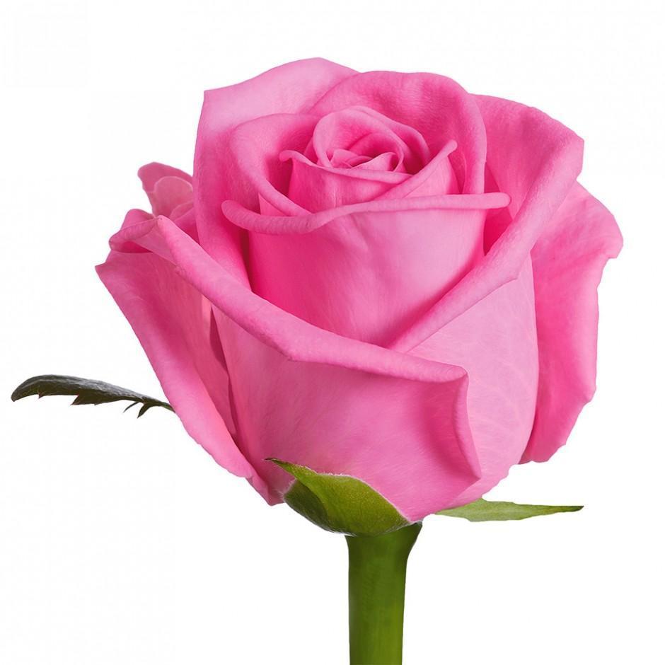 Wonderful Pink Rose