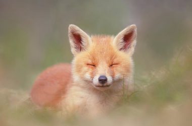 Best Baby Fox