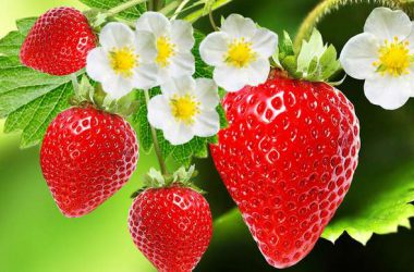 Best Strawberry 34124
