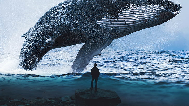Best Whale Wallpaper