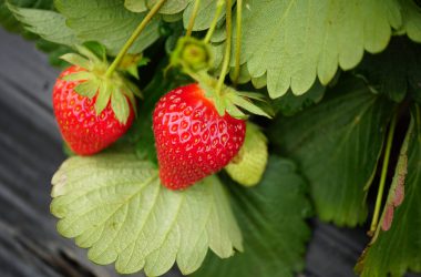 Natural Strawberry 34127