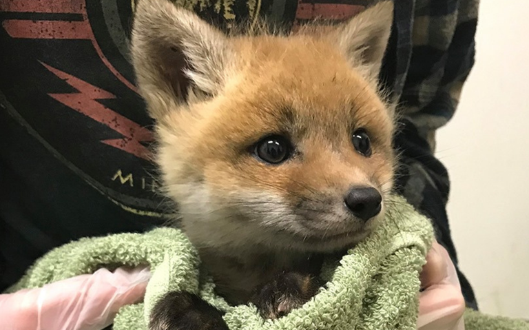 Top Baby Fox