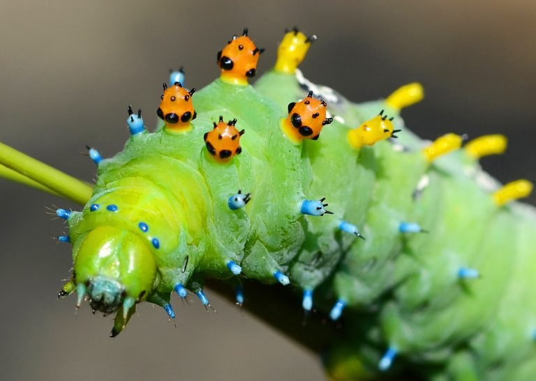 Top Caterpillar