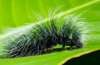 Wonderful Caterpillar