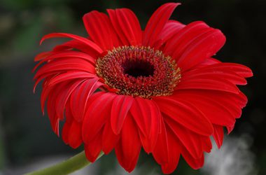 Red Daisy Flower 34314