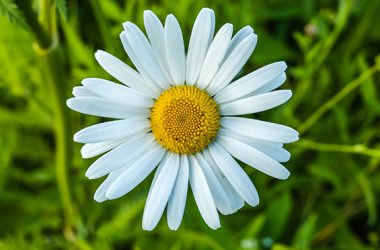 Widescreen Daisy Flower