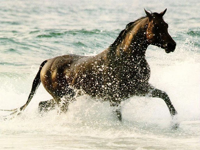 Cool Running Horse