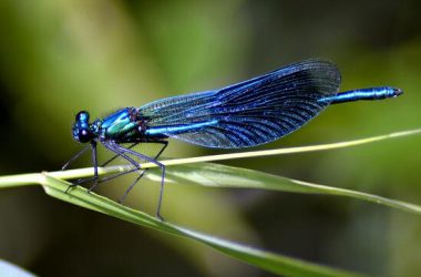 Free Dragonfly