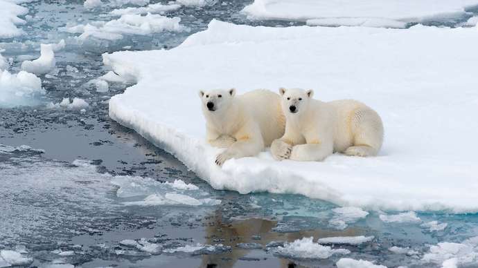 Free Polar Bear