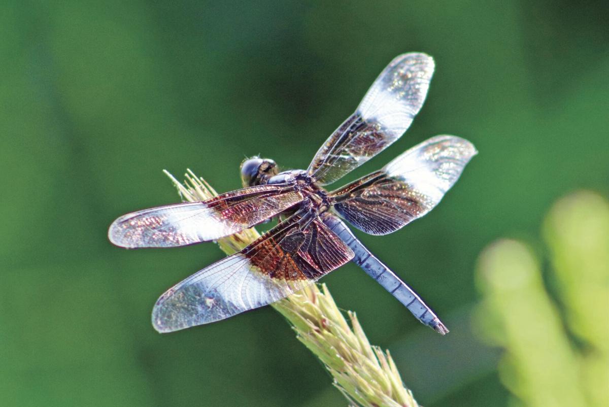 Landscape Dragonfly