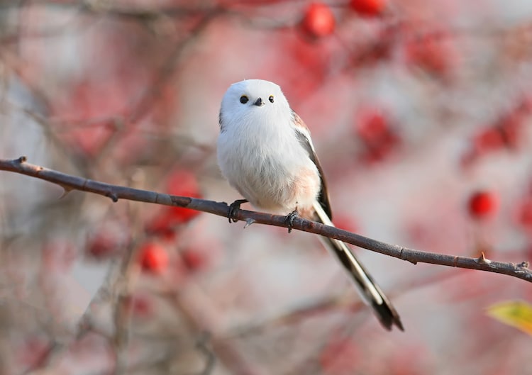 Lovely Japanese Bird