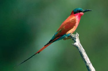Awesome Bee Eater 34705