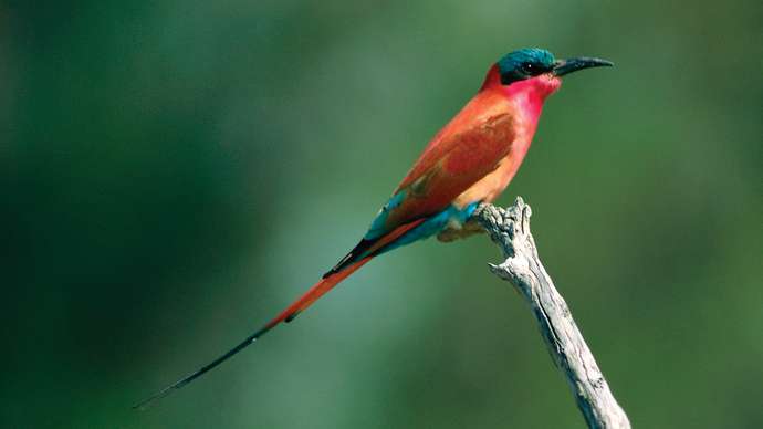 Awesome Bee Eater